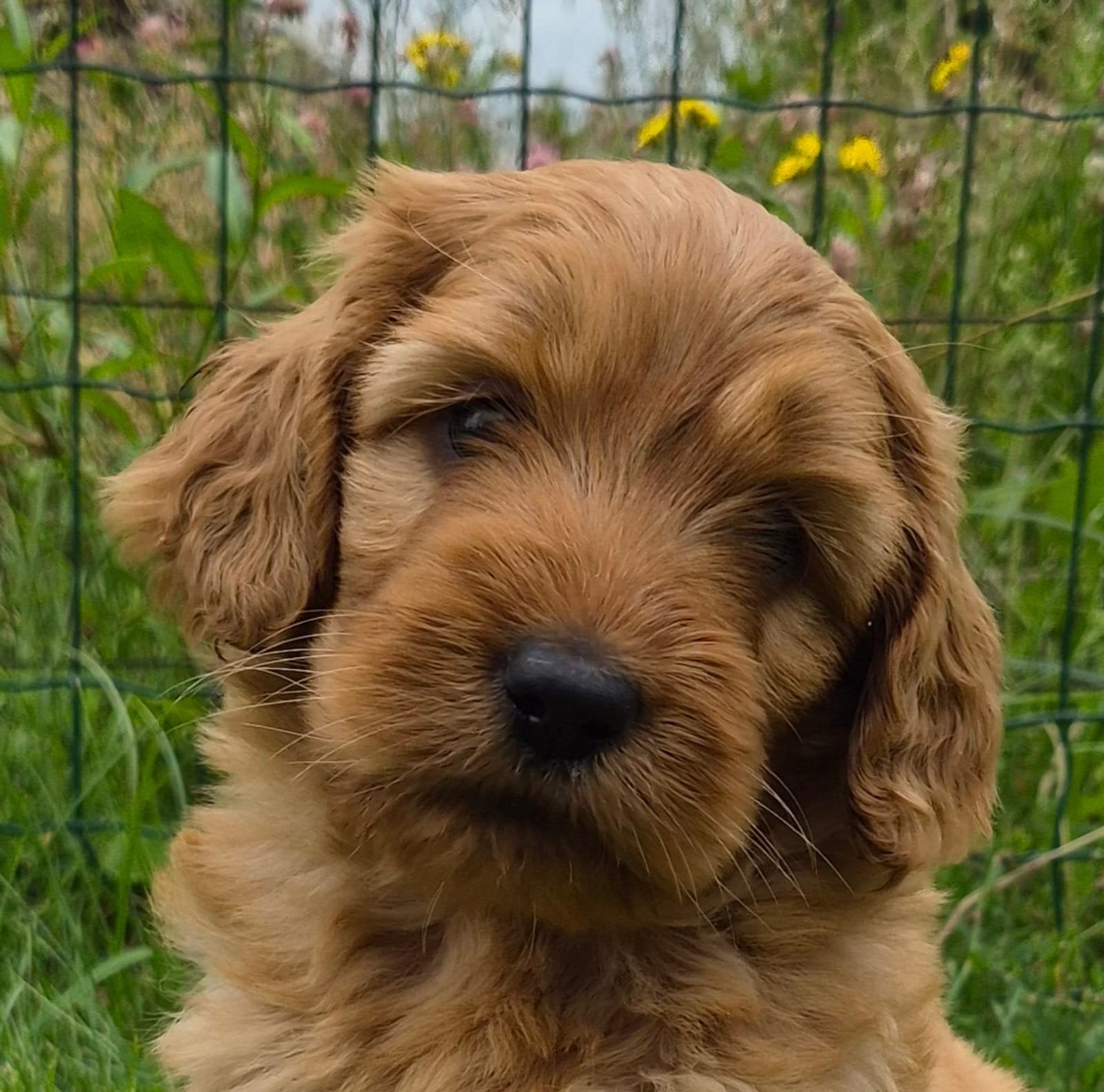 Prachtige australian labradoodle pup,  teefje, medium, 8 tot 15 weken, Parvo, Meerdere dieren, Eén hond