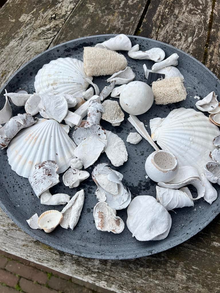 Decoratie materiaal: schelpen en natuurlijke elementen, Gebruikt, Ophalen of Verzenden, Landelijk, Natuurlijk materiaal