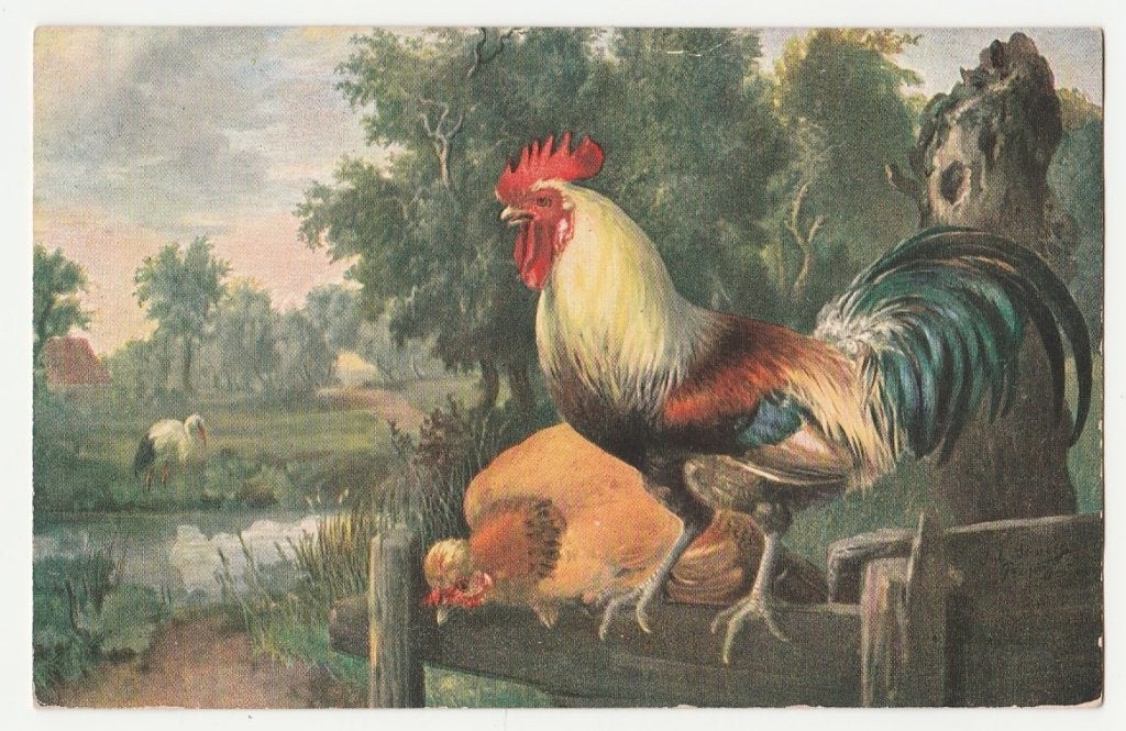 Pluimvee.  Haan met kip.  Kippen.  Ooievaars., Verzenden, Voor 1920, Ongelopen, Overige thema's