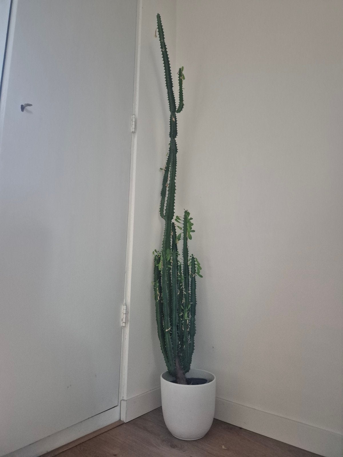 euphorbia, Huis en Inrichting, Ophalen, Cactus, Volle zon