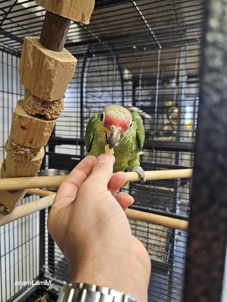 Geelwang Amazone Papegaai | Handtam | Met DNA, Meerdere dieren, Parkiet, Tam