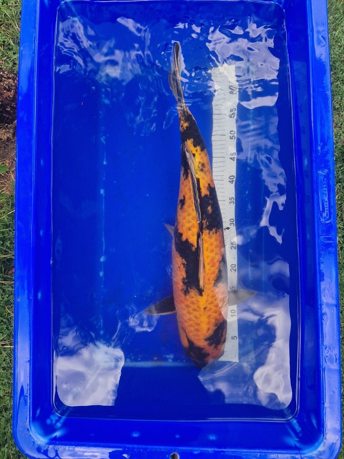 Zeer mooie en forse Ki Utsuri 65-70cm, Karper of Koi