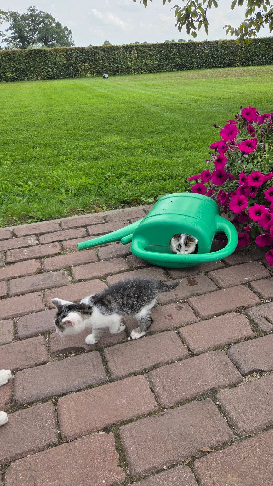 2 kittens van de boerderij, Dieren en Toebehoren, Meerdere dieren, Kortharig, 0 tot 2 jaar