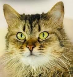 Lapka zoekt thuis, Dieren en Toebehoren, Katten en Kittens | Overige Katten, Poes, Langharig, 0 tot 2 jaar