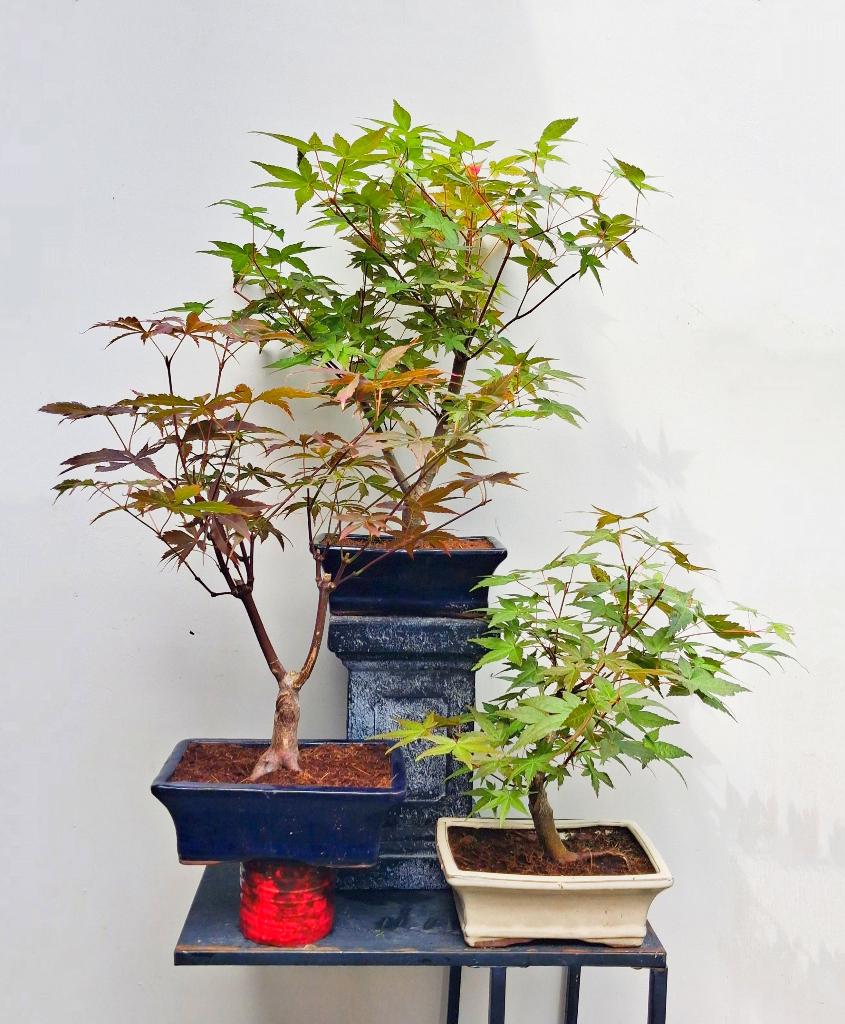 bonsai besprhen Bonsai-Baum in einer Irisvase kaufen | Bonsaipflanze im Glas