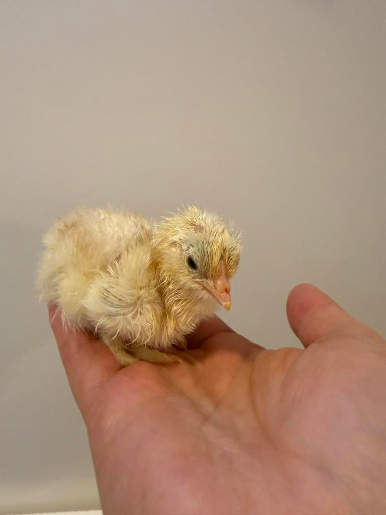 Broedeieren gemengd ras, Dieren en Toebehoren, Pluimvee, Geslacht onbekend, Kip