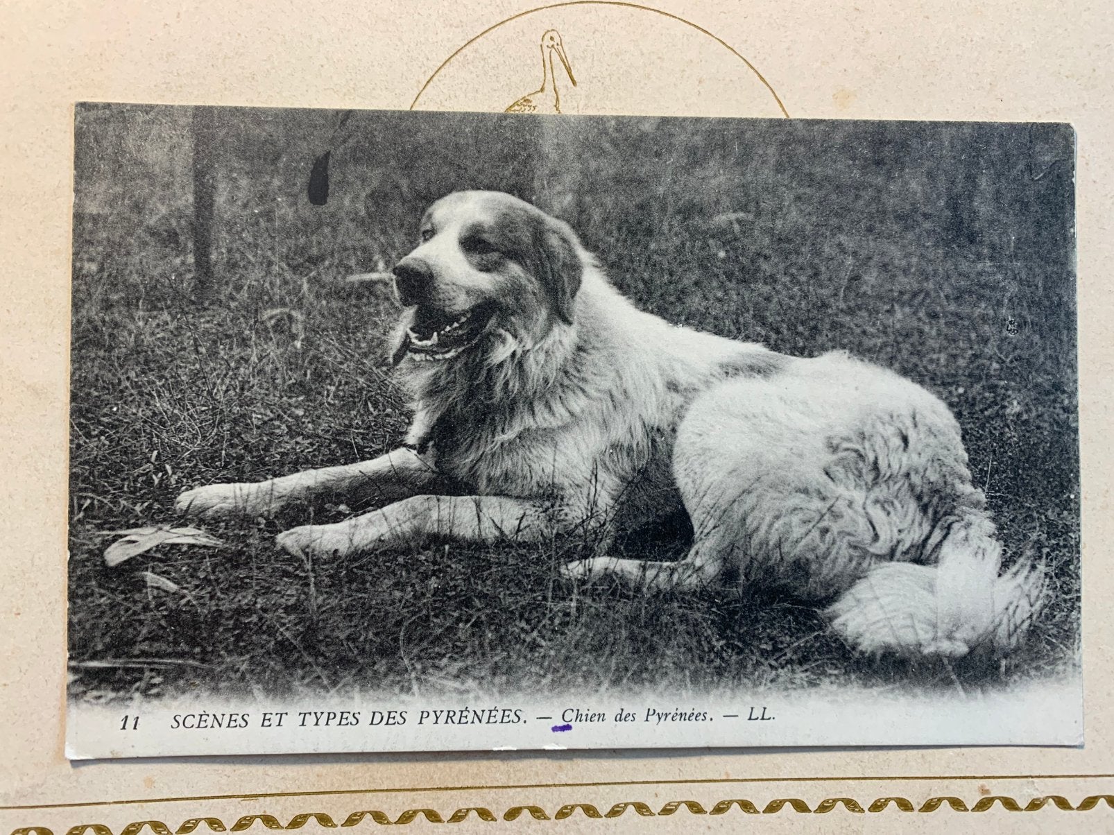 7-6-1912 Chien de Pyrénées - Pyrenese berghond (VH), Ophalen of Verzenden, Voor 1920, Gelopen, Hond of Kat