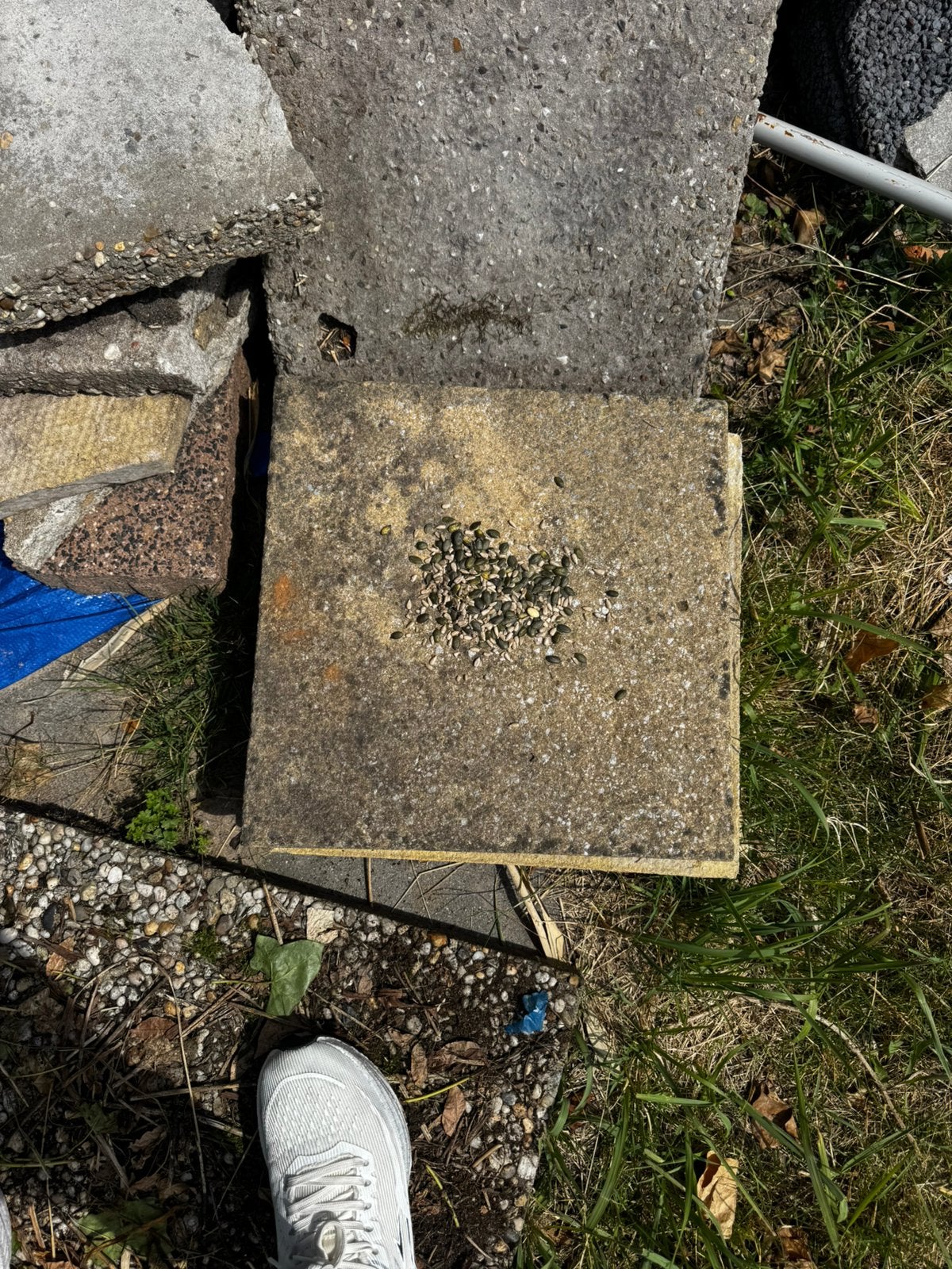 GRATIS AF TE HALEN BETONKLINKERS EN STOEPTEGELS, Ophalen of Verzenden, Gebruikt, Beton, Fontein