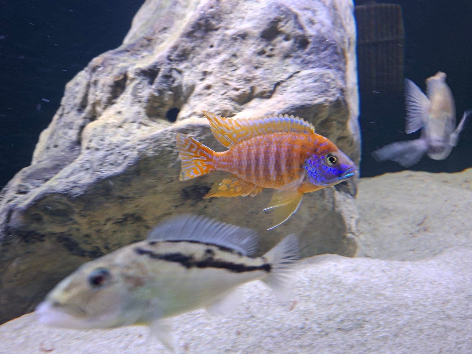 aulonocara red rubin, Vis