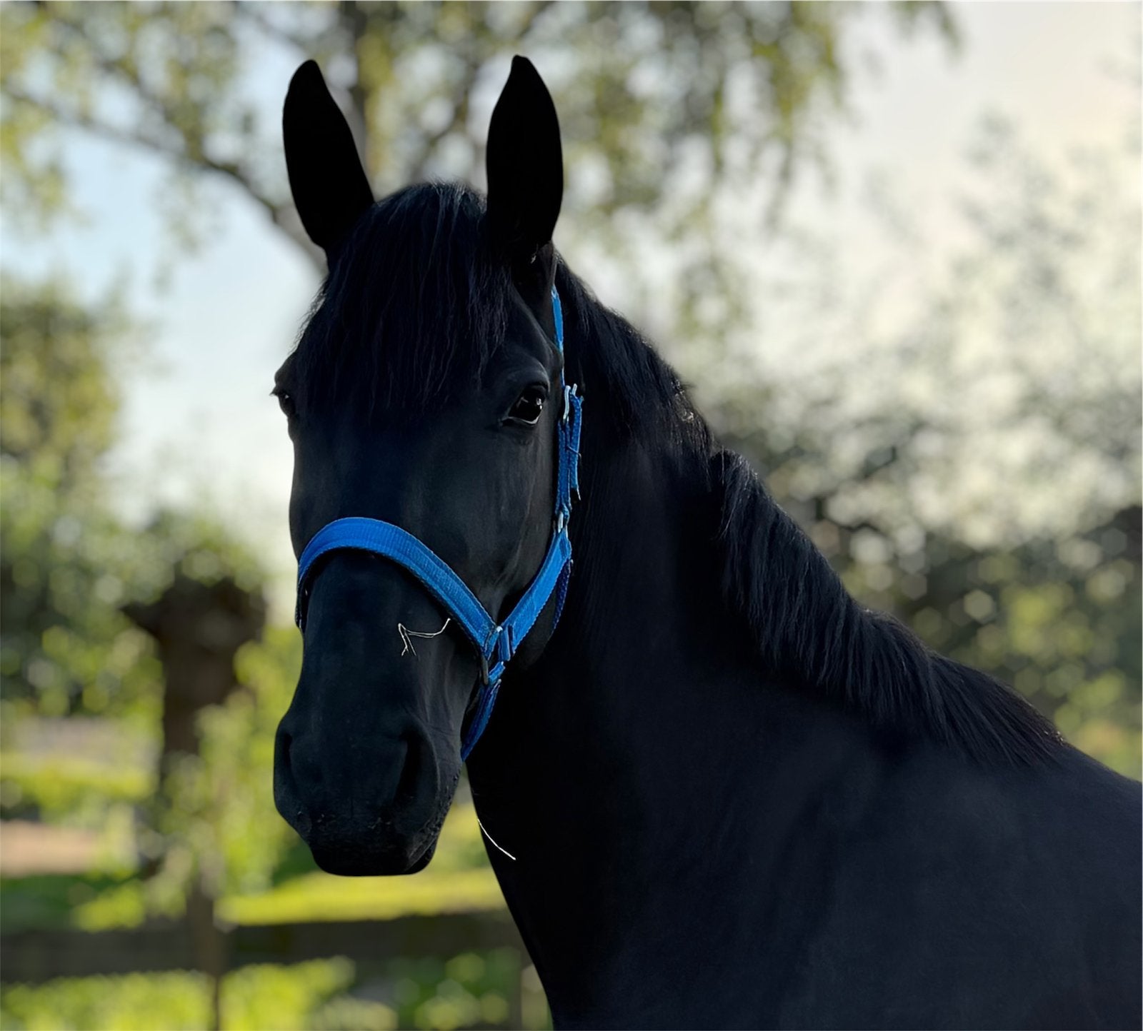 EYECATHER DROOMPAARD VOOR VELE , BLACK BEAUTY MARE!, 3 tot 6 jaar, 160 tot 165 cm, Onbeleerd, Recreatiepaard