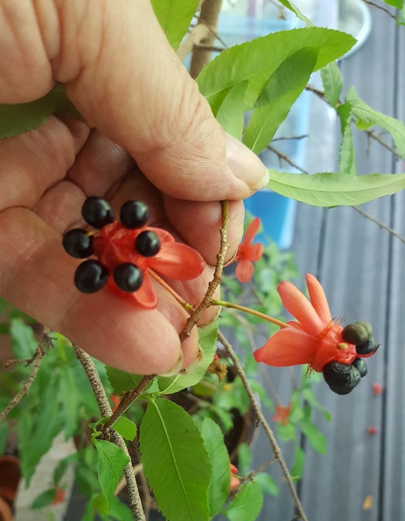 zaden van de Ochna Serrulata. (993), Ophalen of Verzenden, Gehele jaar, Volle zon, Zaad