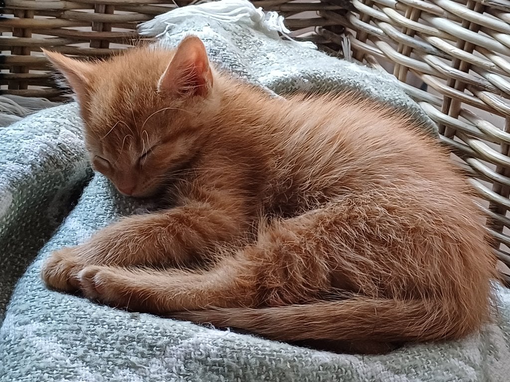 Mooie jonge kittens 2 rode poezen en 1 schildpad poes, Poes, Kortharig, 0 tot 2 jaar
