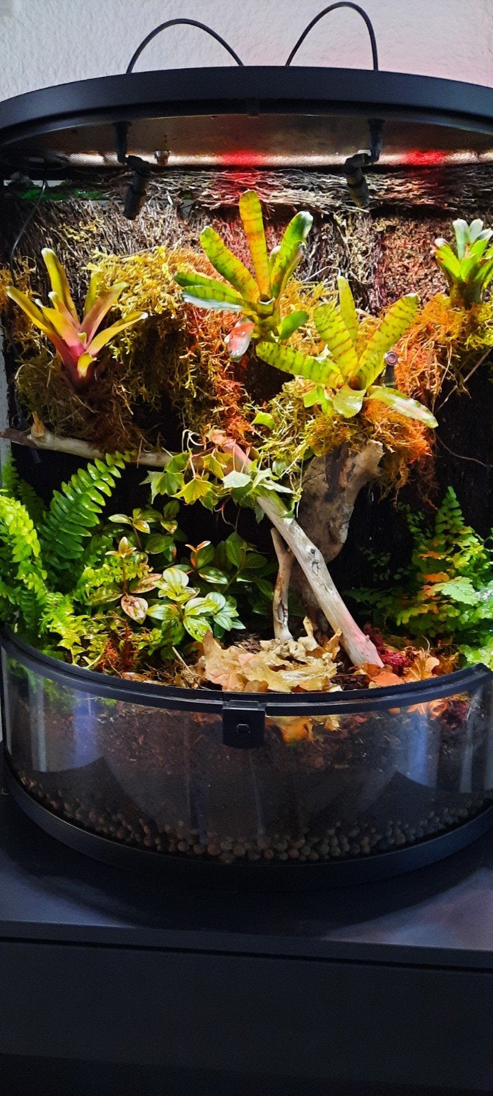 te koop paludarium, Ophalen of Verzenden, Zo goed als nieuw