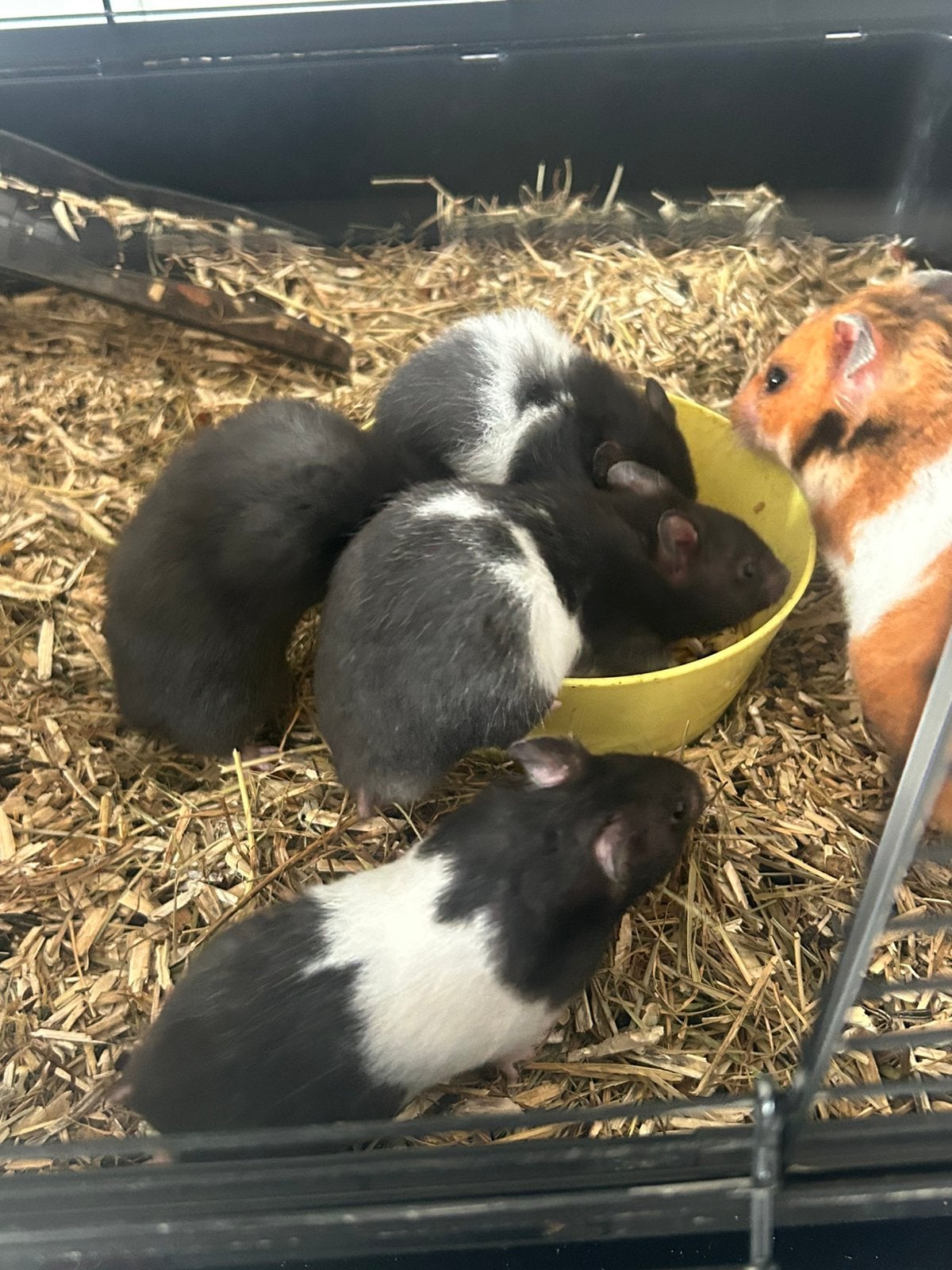 Goudhamsters, Dieren en Toebehoren, Knaagdieren, Hamster, Juni, Geslacht onbekend, Tam