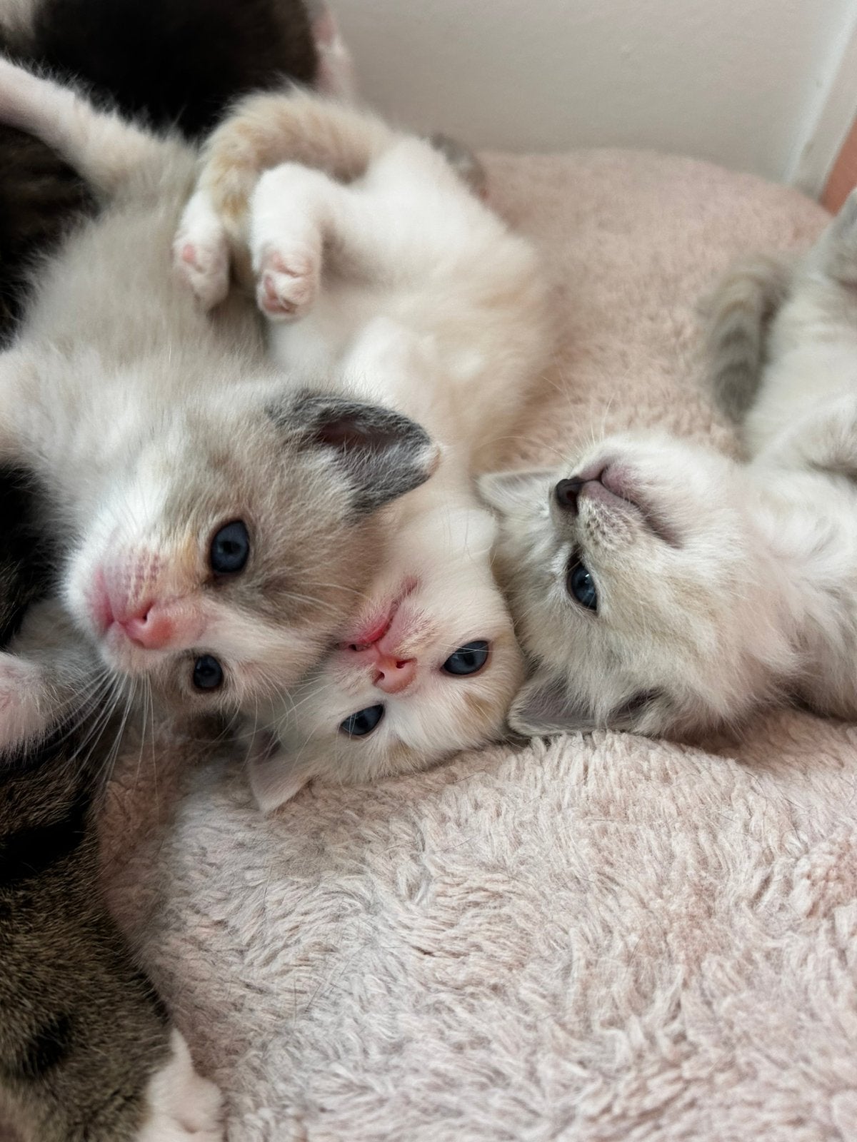 5 prachtige gezonde Ragdoll kittens, Dieren en Toebehoren, Katten en Kittens | Raskatten | Langhaar, Meerdere dieren