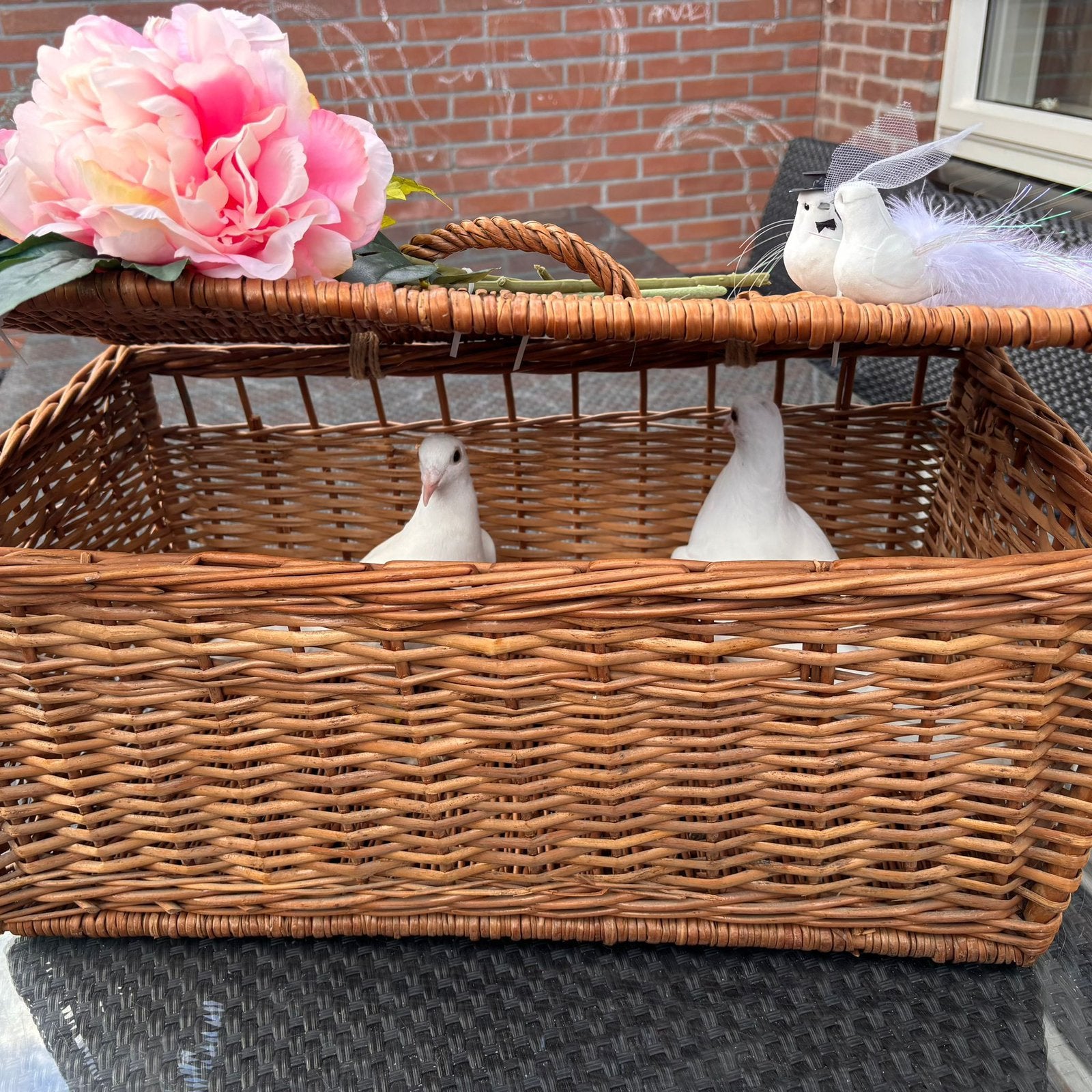 Bruidsduiven te huur, Dieren en Toebehoren, Meerdere dieren, Postduif
