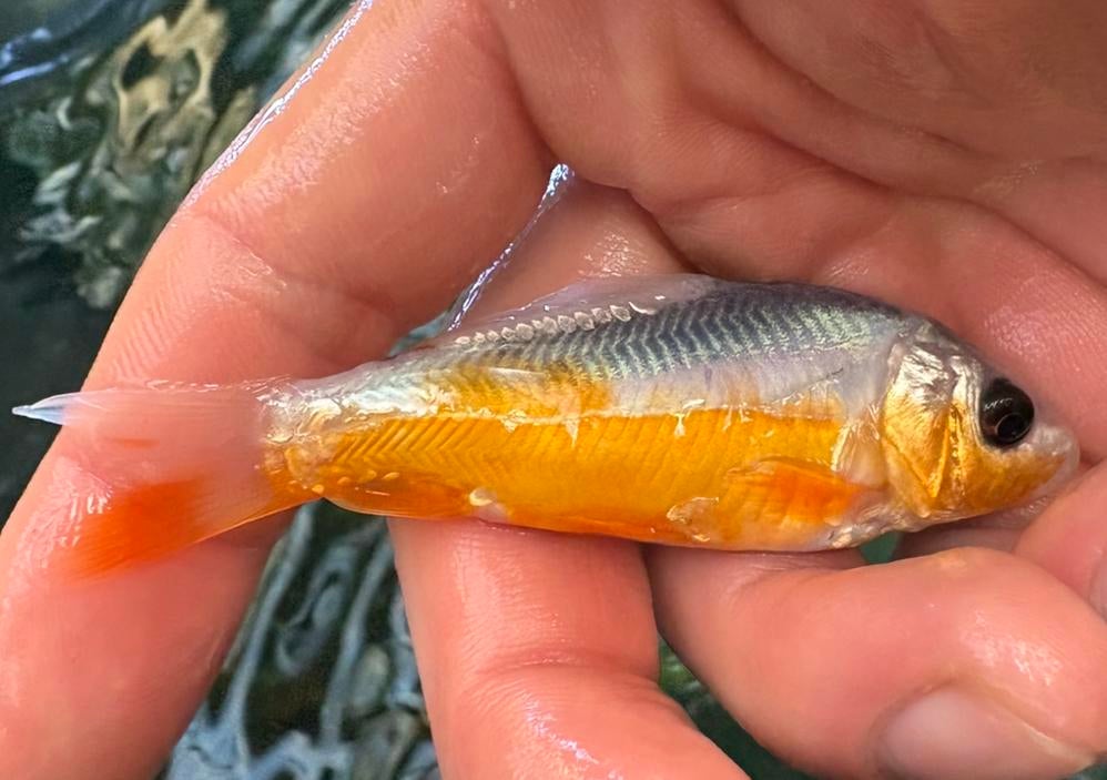 Prachtige baby koi al vanaf 10€ en butterfly/sluier koi mix, Dieren en Toebehoren, Vissen | Vijvervissen, Karper of Koi