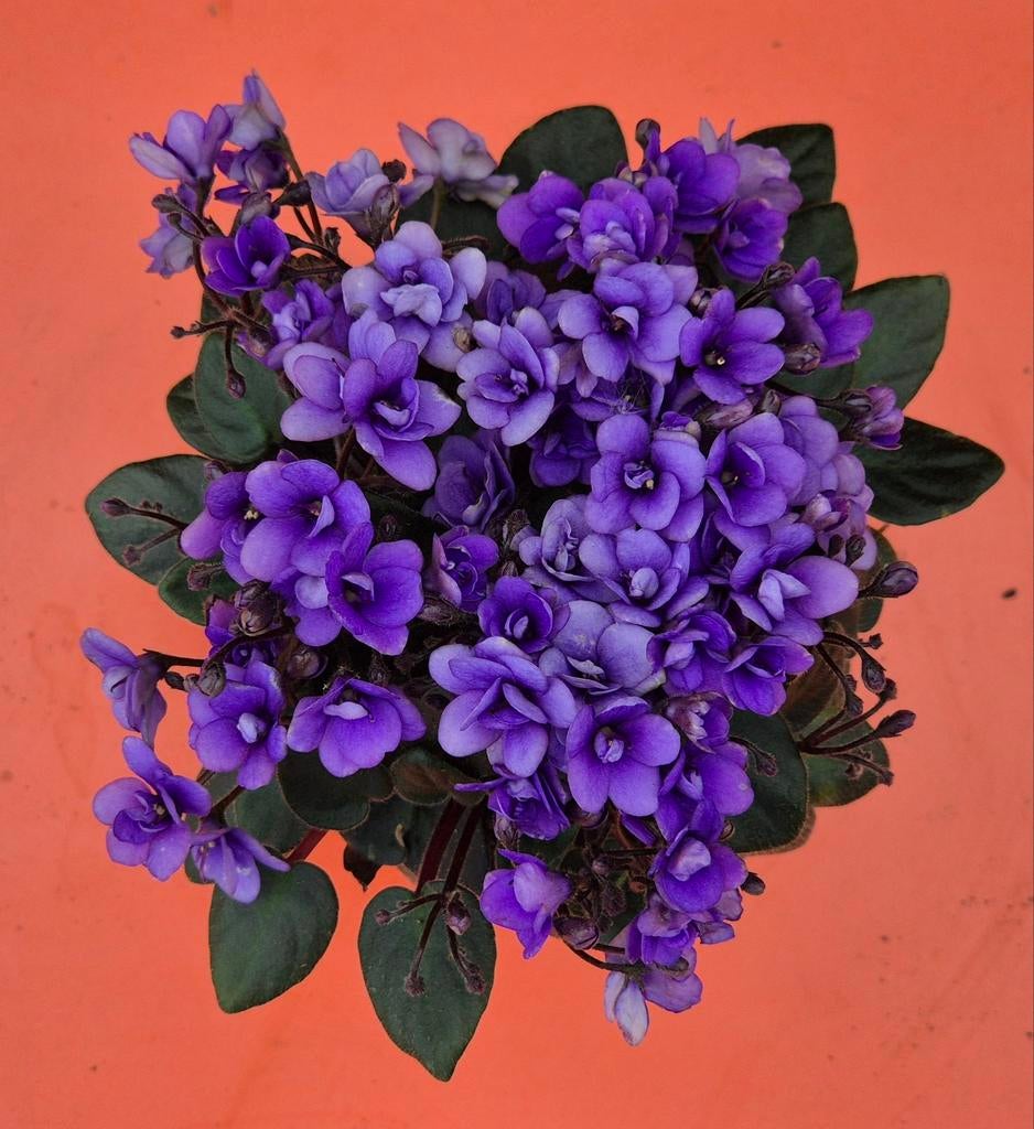 Saintpaulia Trailing Micro Blue p9, Ophalen of Verzenden, Minder dan 100 cm