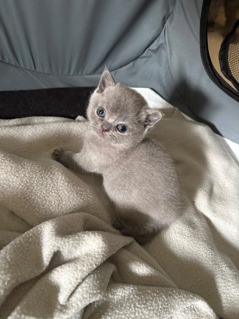 Britse korthaar, Poes, Ontwormd, 0 tot 2 jaar