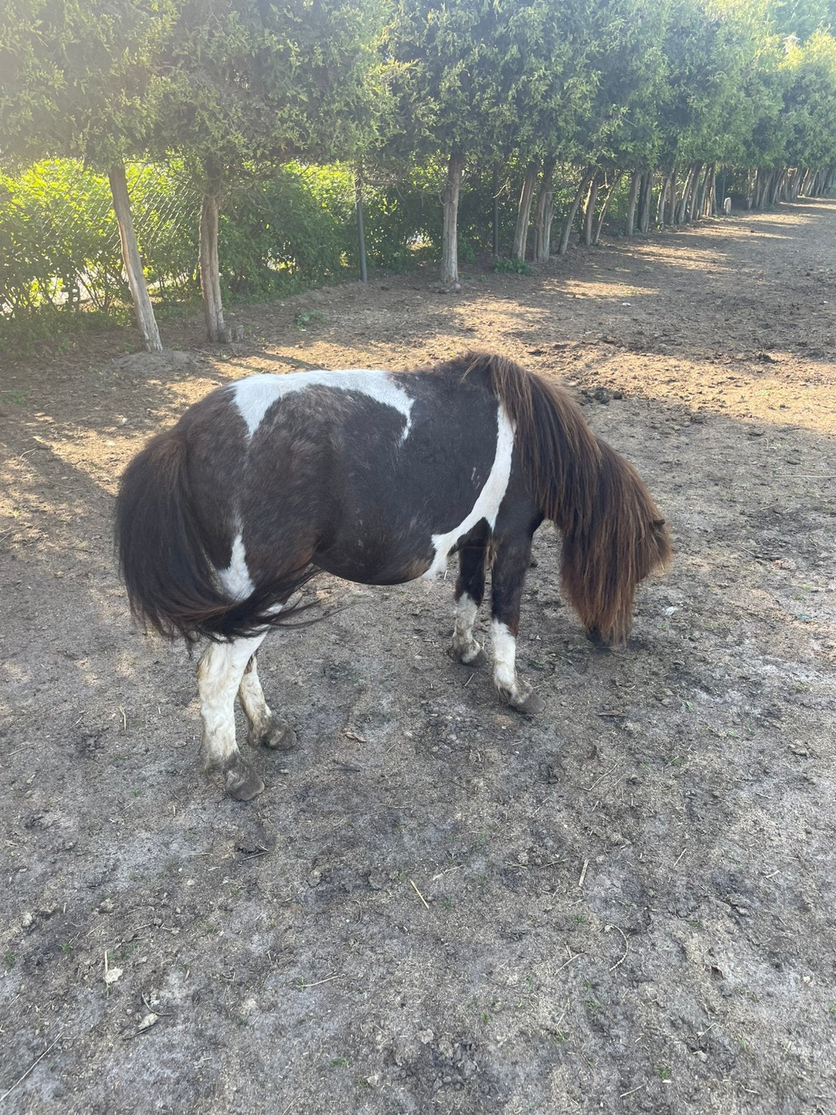 Nieuw zeer mooie zwartbonte merrie, Dieren en Toebehoren, Merrie, A pony (tot 1.17m), 7 tot 10 jaar