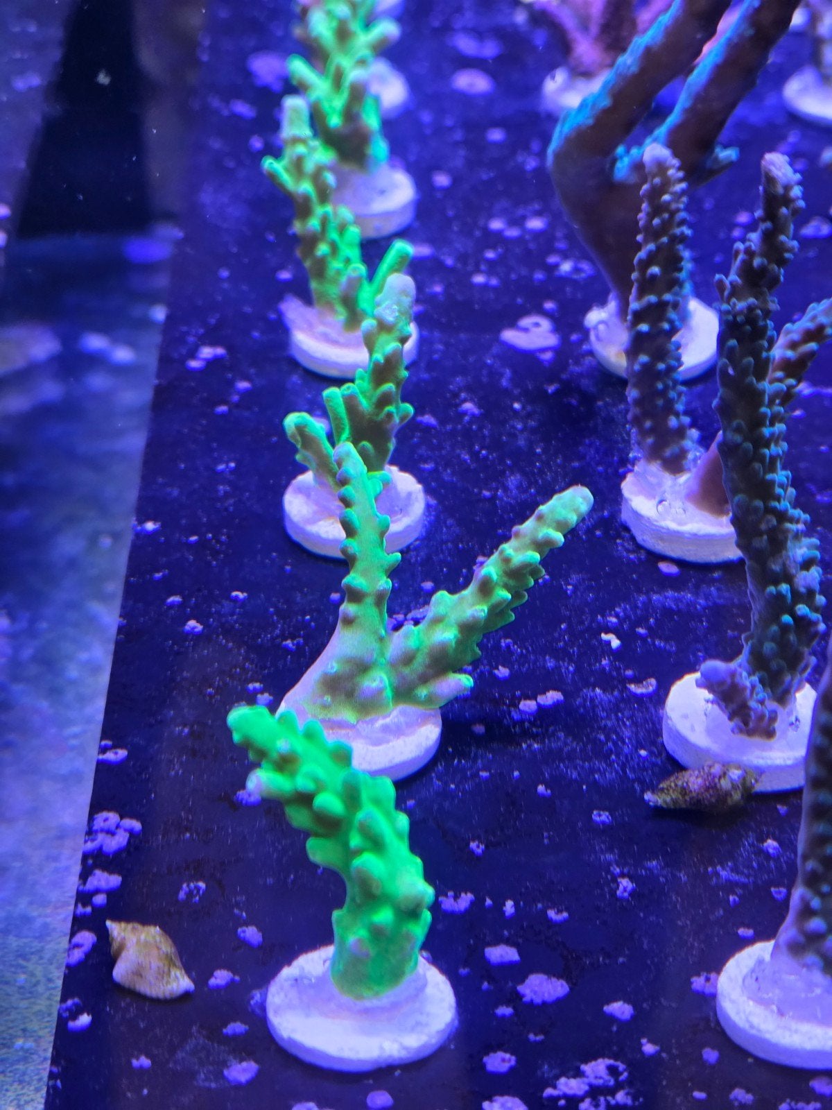 Acropora Frogskin, Ophalen, ., Plant(en), Steen of Hout, Nieuw