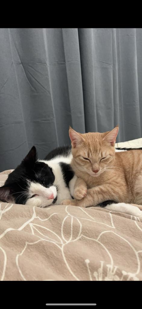 Katten herplaatsen, Dieren en Toebehoren, Katten en Kittens | Raskatten | Korthaar, Kater, 0 tot 2 jaar, Ontwormd