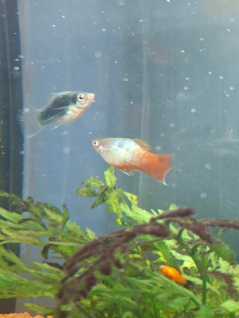 2 aquarium vissen, Dieren en Toebehoren, Vissen | Aquaria en Toebehoren, Ophalen of Verzenden
