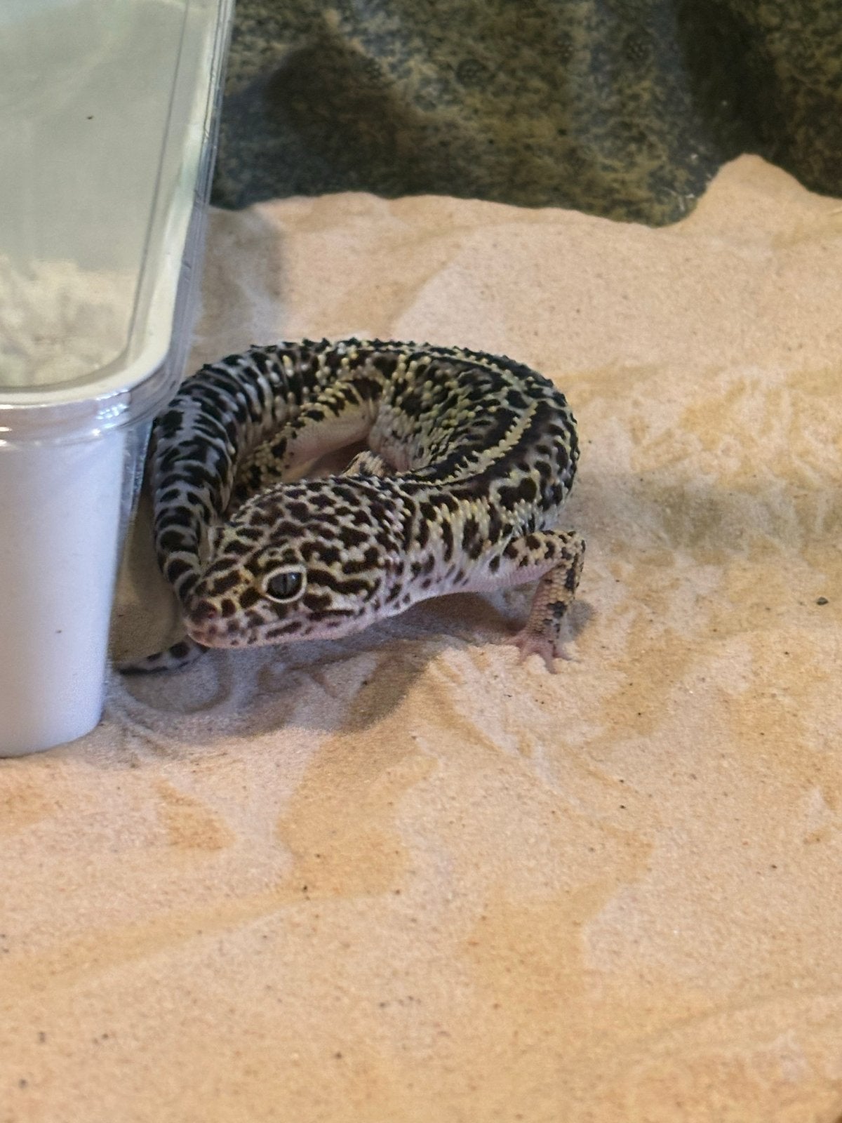luipaardgekko zoekt een goed thuis Leopard Gecko - unknown for sale from Jim janssens