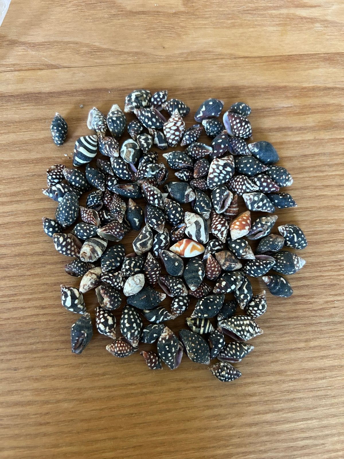 Zakje met kleine schelpjes - decoratie of hobby, Ophalen of Verzenden, Gebruikt