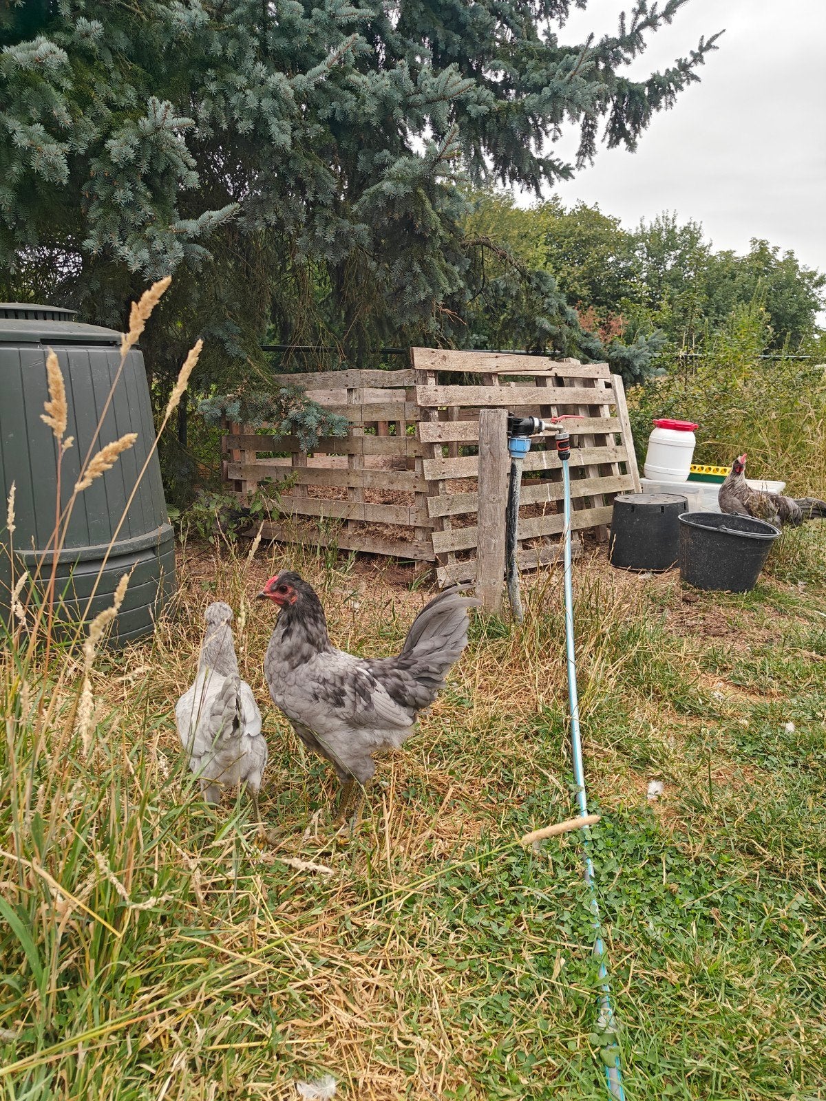 Ameraucana haan, Dieren en Toebehoren, Mannelijk, Kip