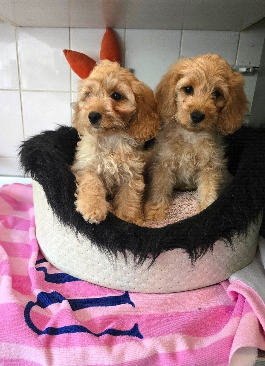 prachtige cockapoo pups, Dieren en Toebehoren, Poedel, CDV (hondenziekte), 8 tot 15 weken, Meerdere