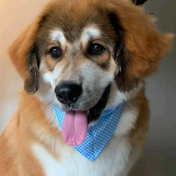 goed mandje gezocht voor onze lieve kai️, Dieren en Toebehoren, 15 weken tot 1 jaar, Eén hond, Nederland, Particulier