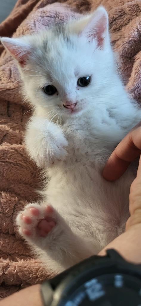 Prachtige lieve kittens Brits - Europees wit, Meerdere dieren, Ontwormd