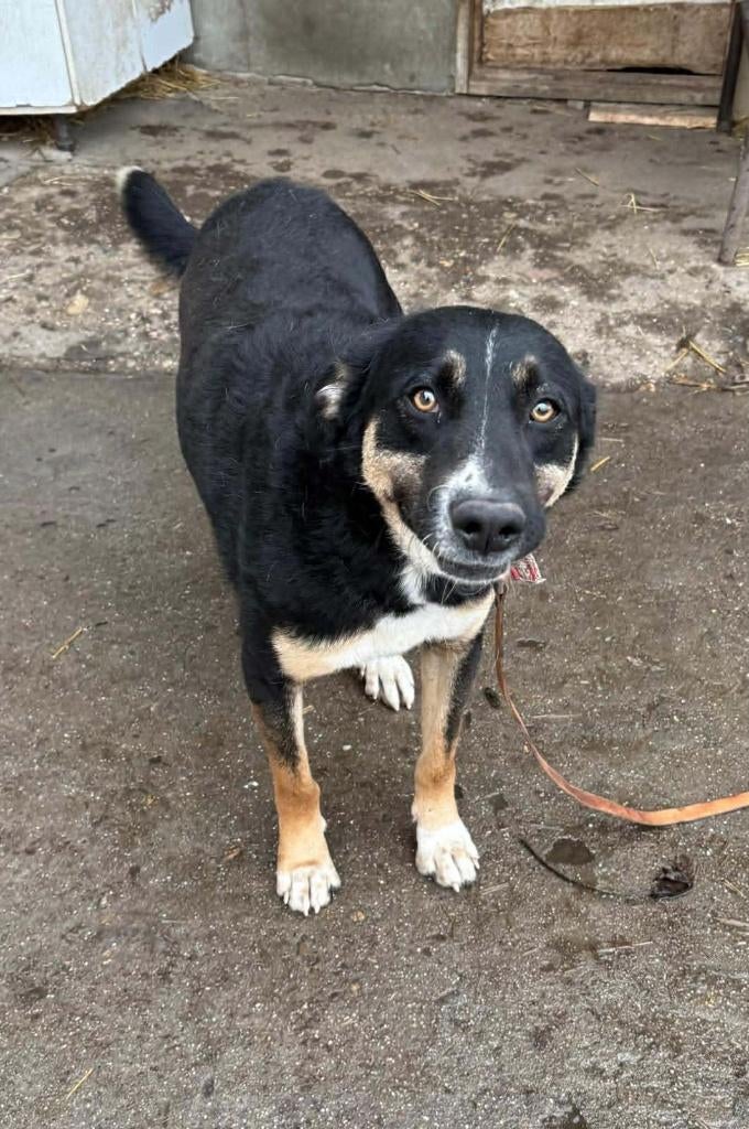 MILO, Prachtige jonge reu, met hart van goud, middelmaat, Dieren en Toebehoren, Reu, 1 tot 2 jaar, Parvo, Eén hond