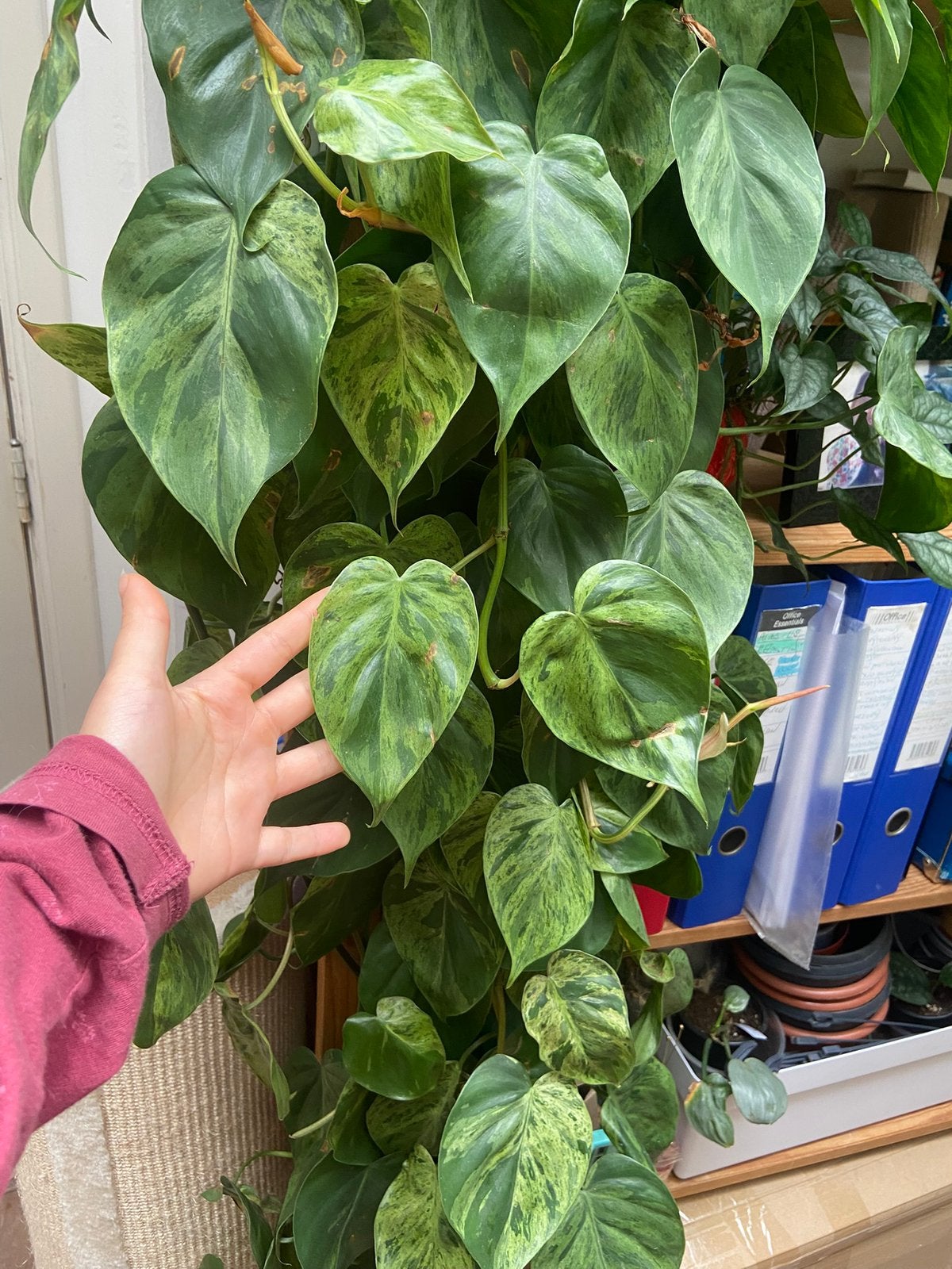 Philodendron oxycardiym variegata XL bladstekken, Ophalen of Verzenden, Halfschaduw, Minder dan 100 cm
