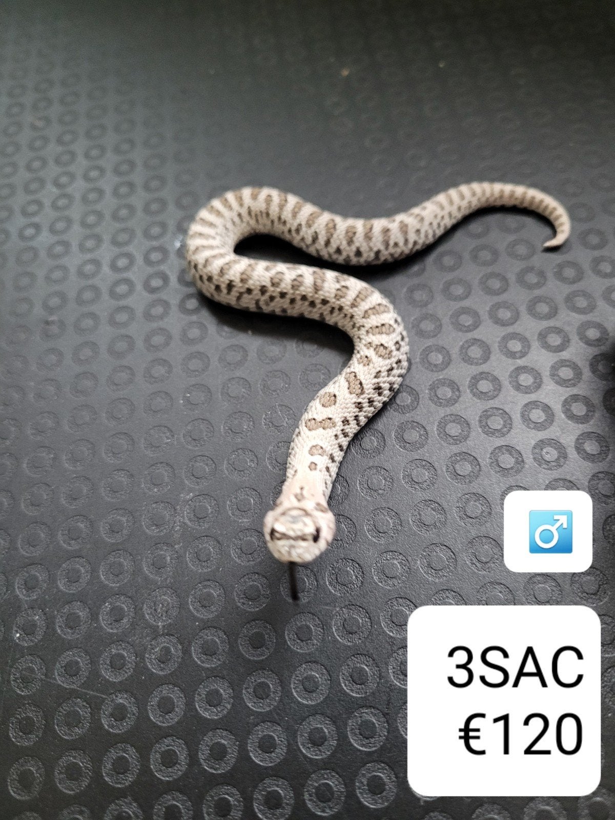 Heterodon Nasicus - Haakneusslang Hognose Snake photo 6