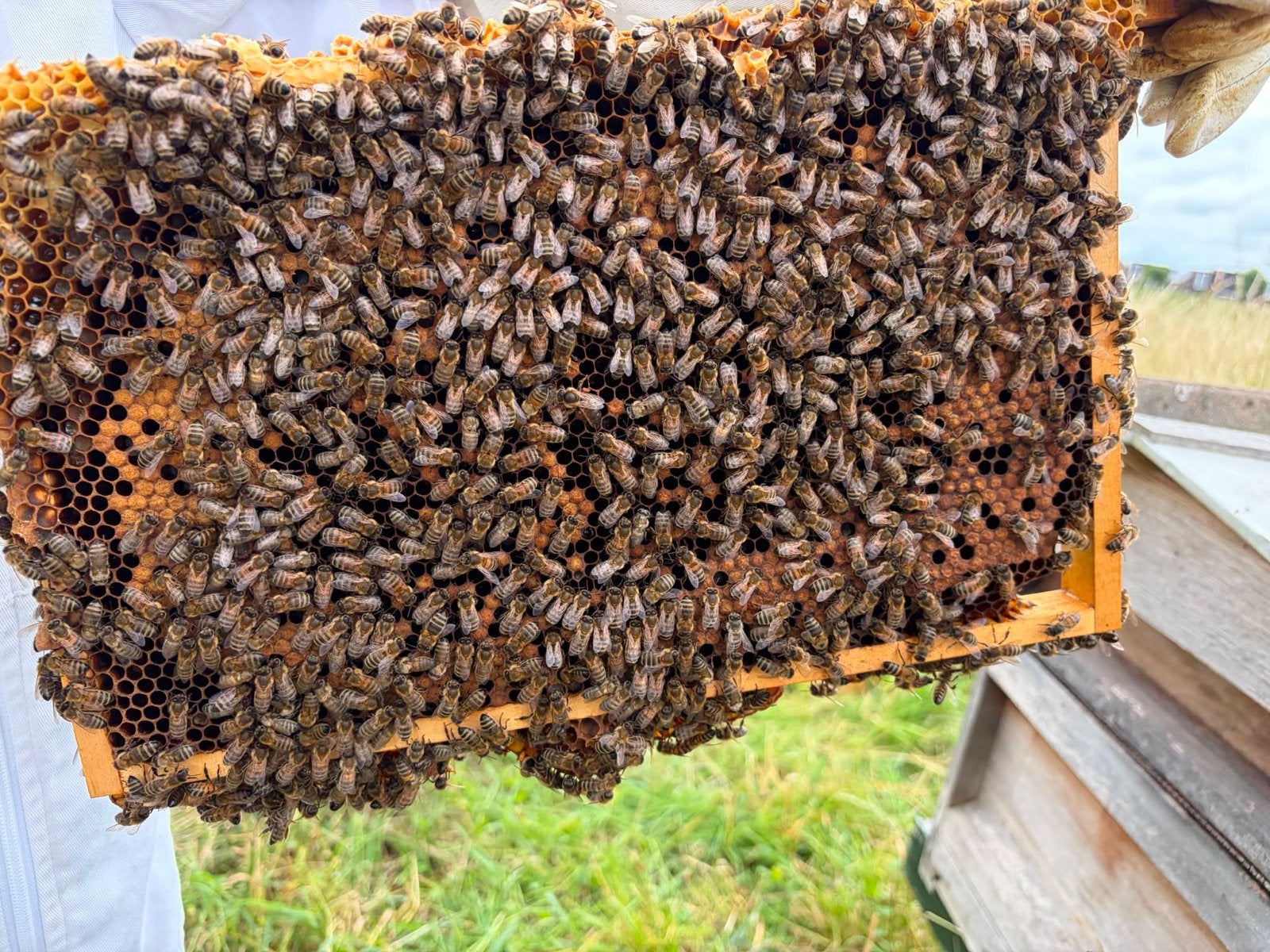 Carnica bijenvolk 10 ramen, Dieren en Toebehoren, Insecten en Spinnen, Bijen