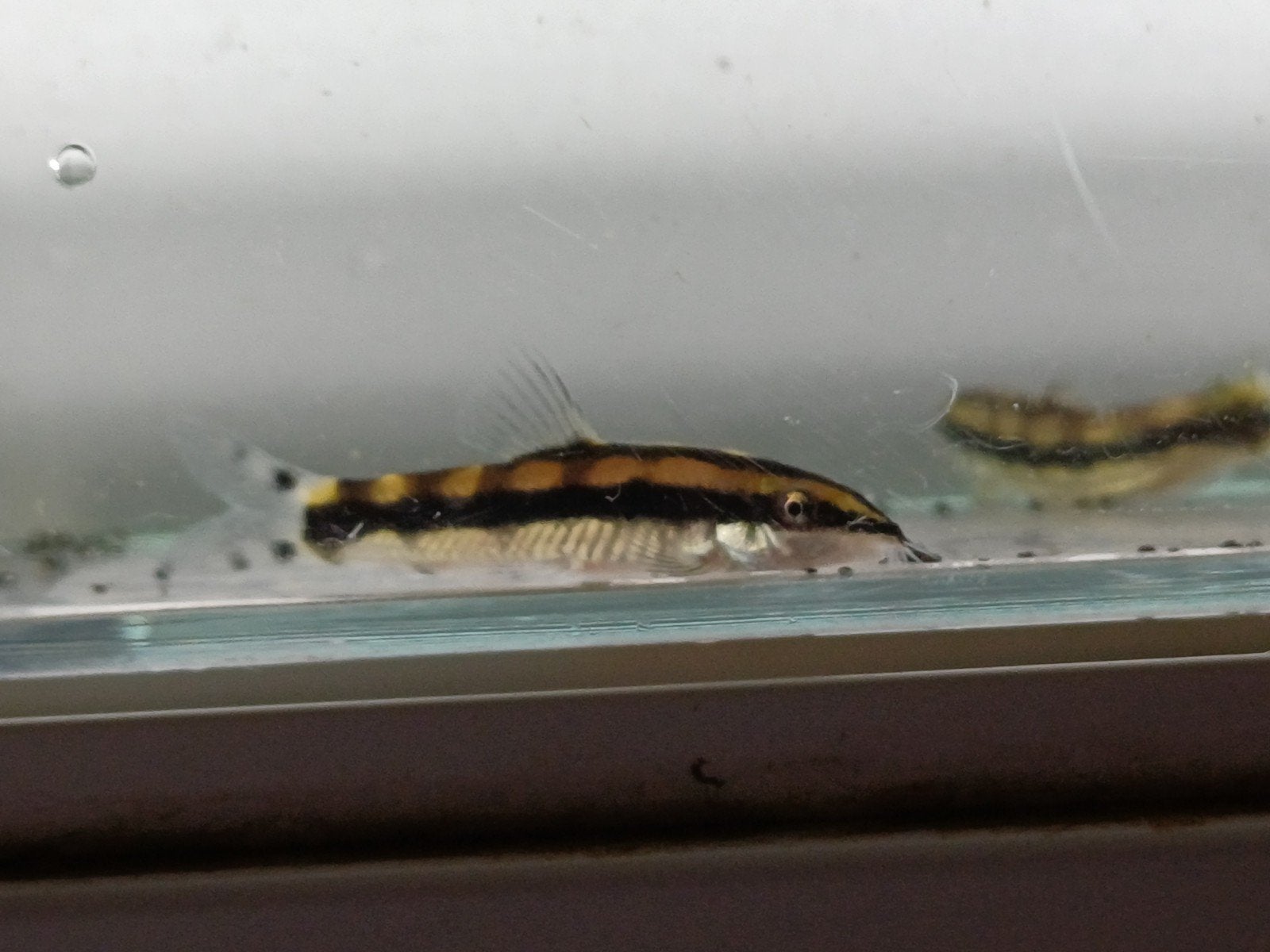Hobbyaquarium Ambastaia Sidthimunki/dwergbotia, Vis, Zoetwatervis, Schoolvis