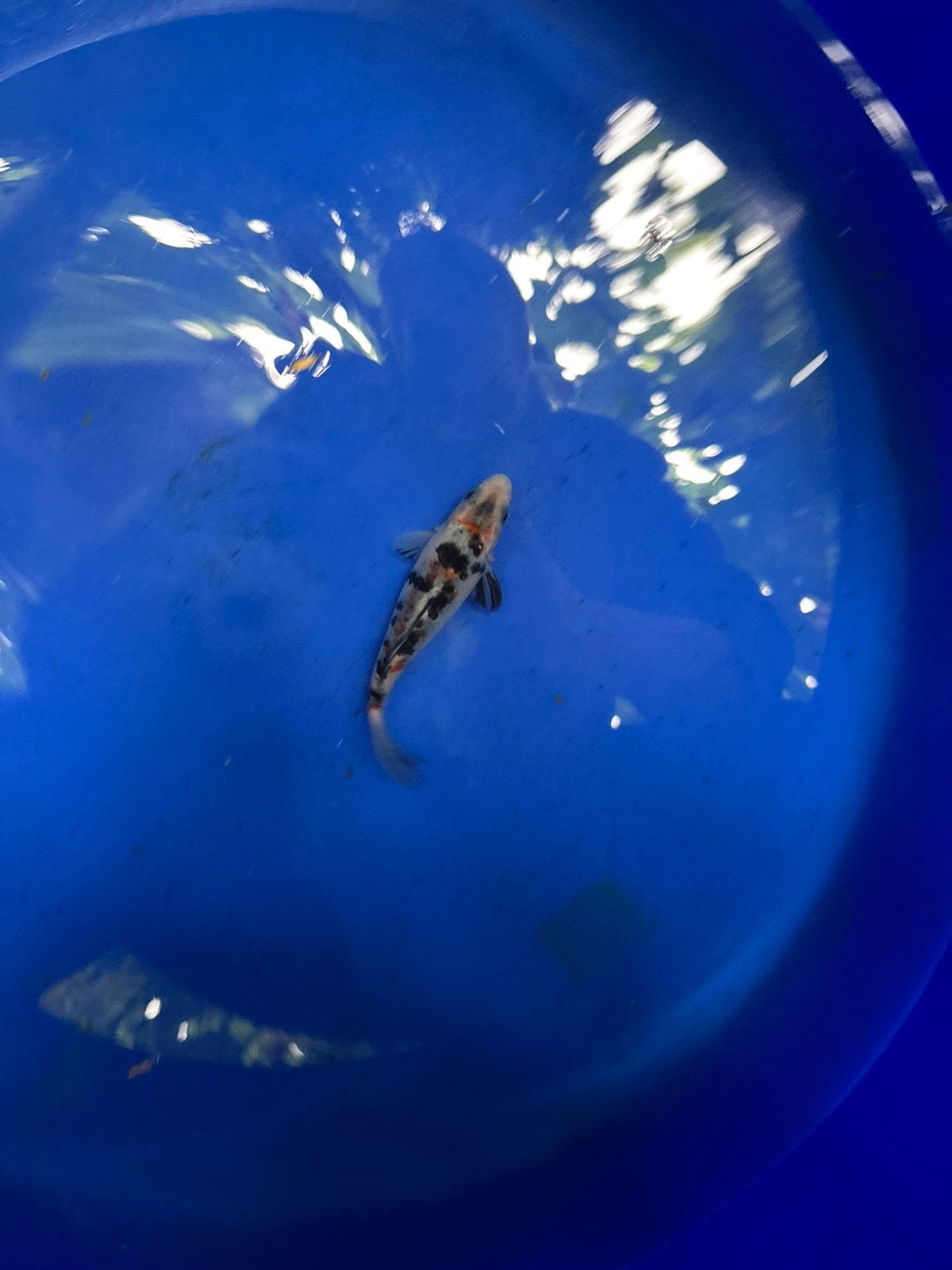 Koi koikarper vis vissen koi vijver karper showa 16 cm, Dieren en Toebehoren, Vissen | Vijvervissen, Karper of Koi