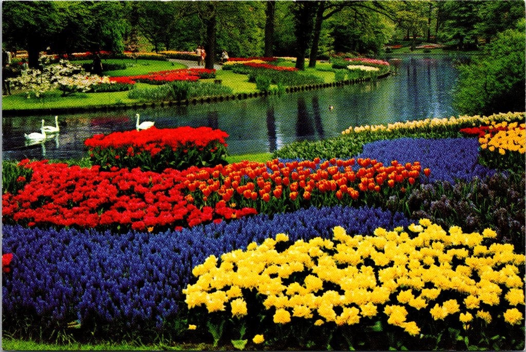Lisse Keukenhof - 24 oude ansichtkaarten tulpen, Verzenden, 1960 tot 1980, Ongelopen, Zuid-Holland