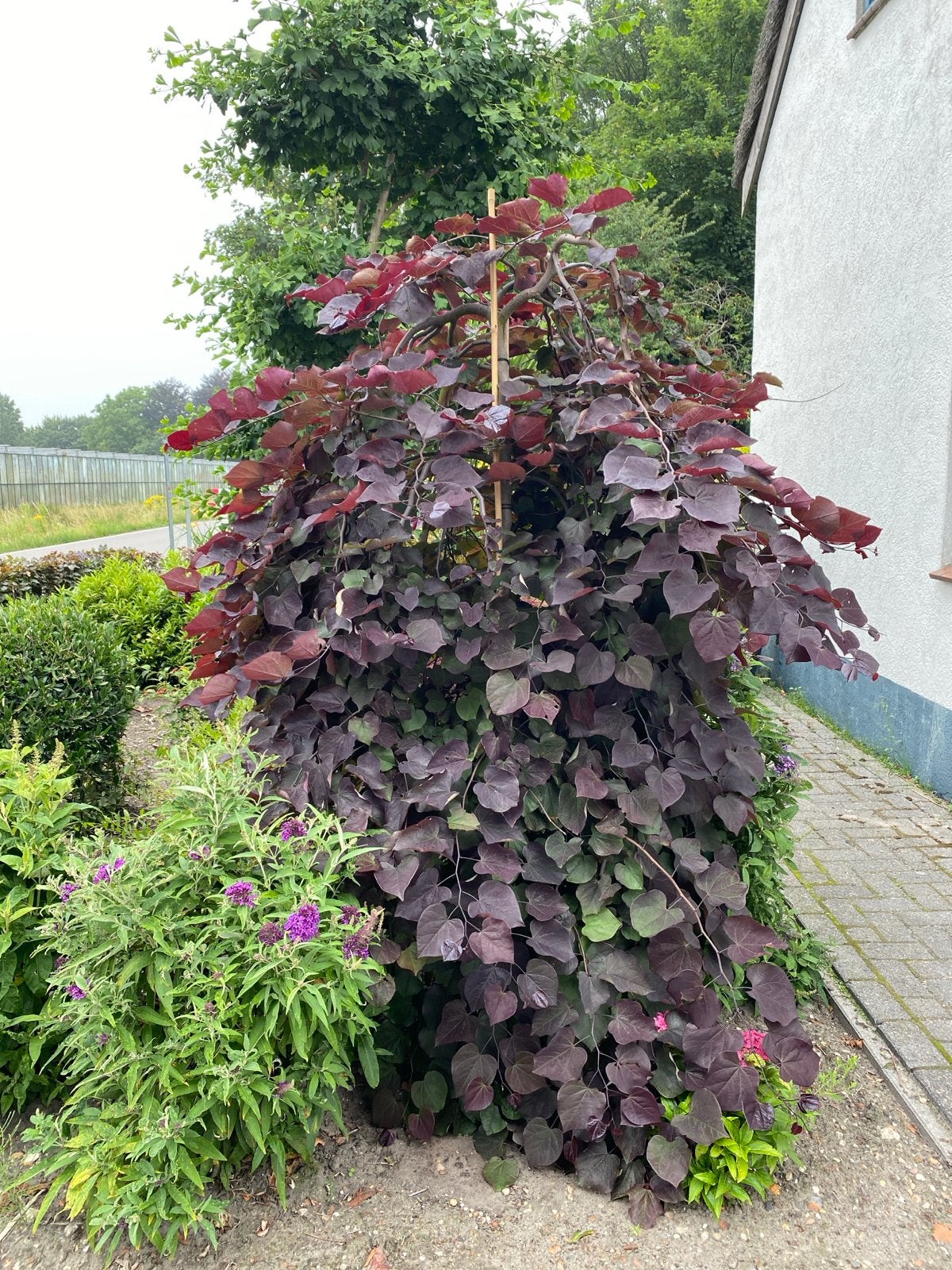 Diverse Cercis bomen - Judasboom vanaf €47,50, Tuin en Terras, Planten | Bomen, Overige soorten, Lente, 100 tot 250 cm, Ophalen