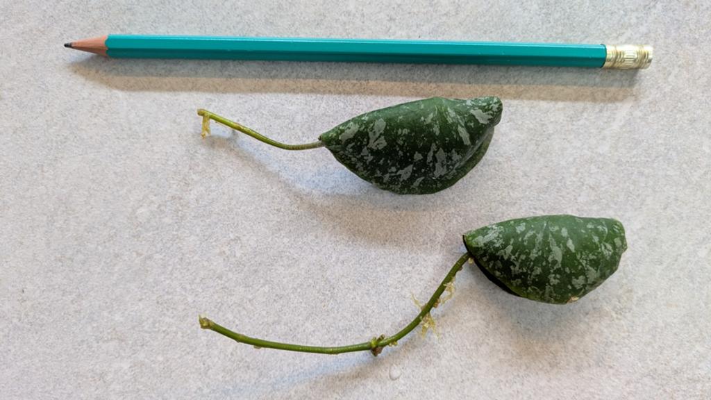 Hoya imbricata gewortelde stek, Ophalen of Verzenden, Overige typen