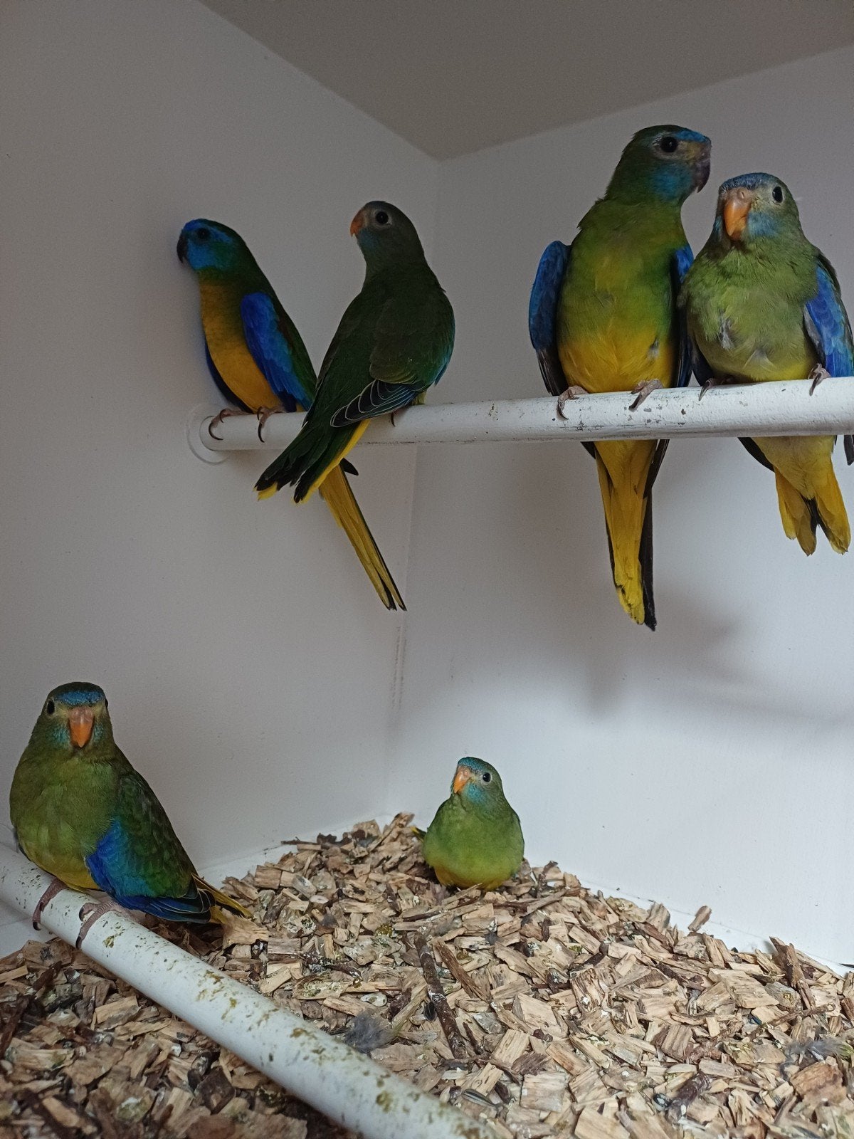 Jonge turquoisine's, Meerdere dieren, Parkiet, Geringd