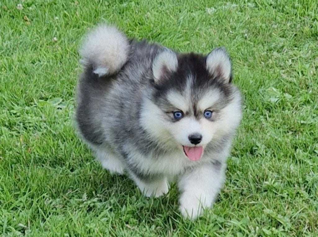 Mooie Pomsky puppy's te koop, Dieren en Toebehoren, Overige rassen, 8 tot 15 weken, Parvo, Meerdere