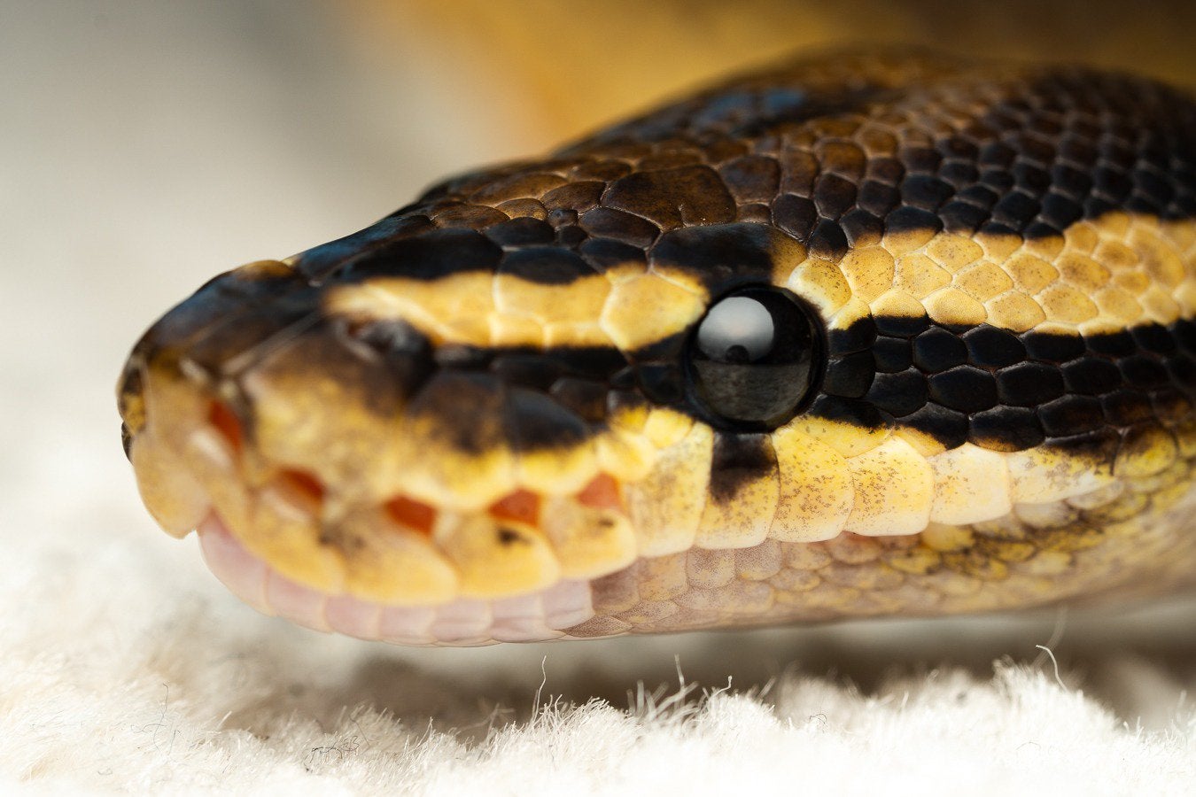 Ball Python (Pied-female), 2 years old, complete terrarium Ball Python photo 3