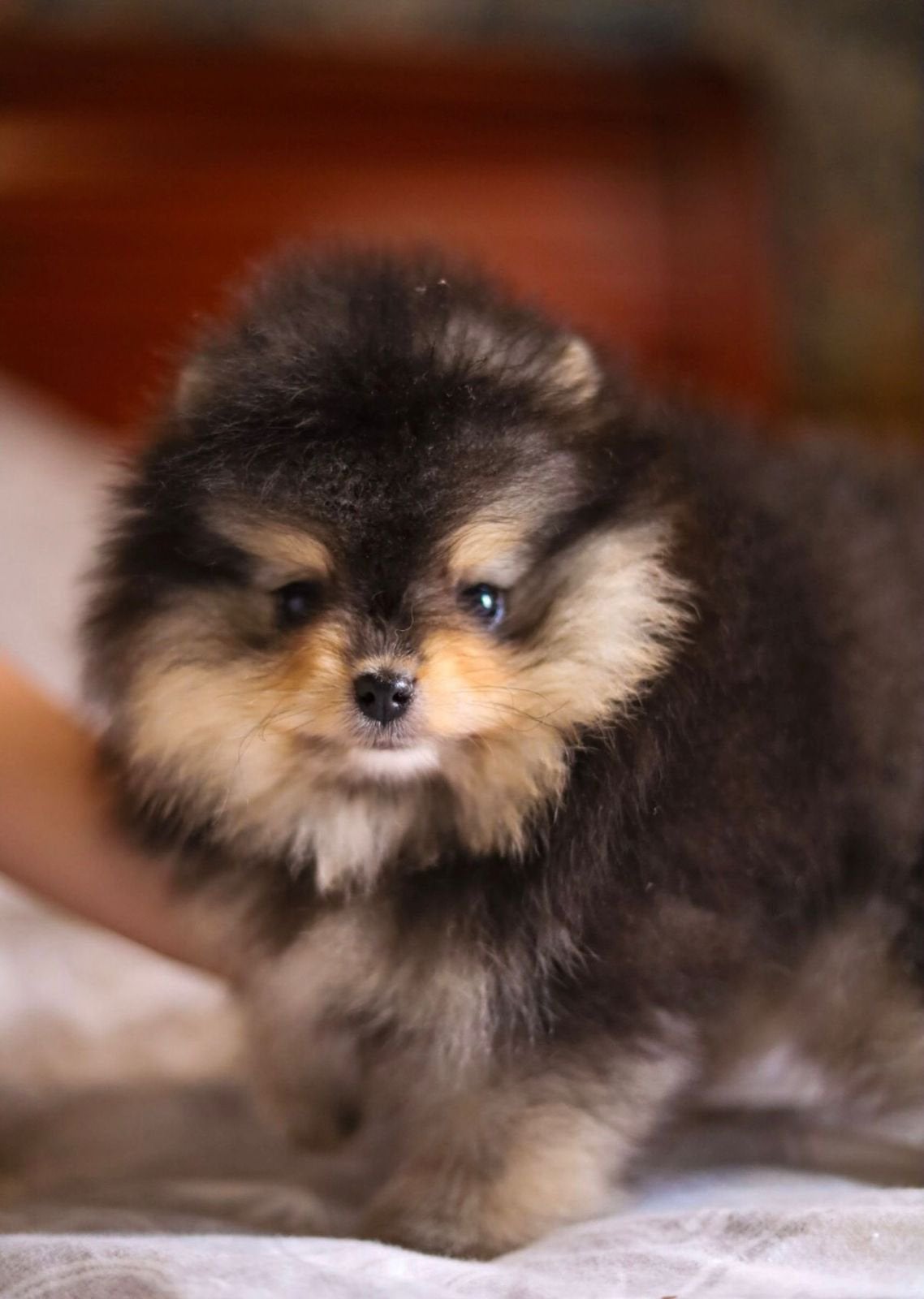 Pomeanian | Pomeriaan, 8 tot 15 weken, Parvo, Eén hond, Nederland