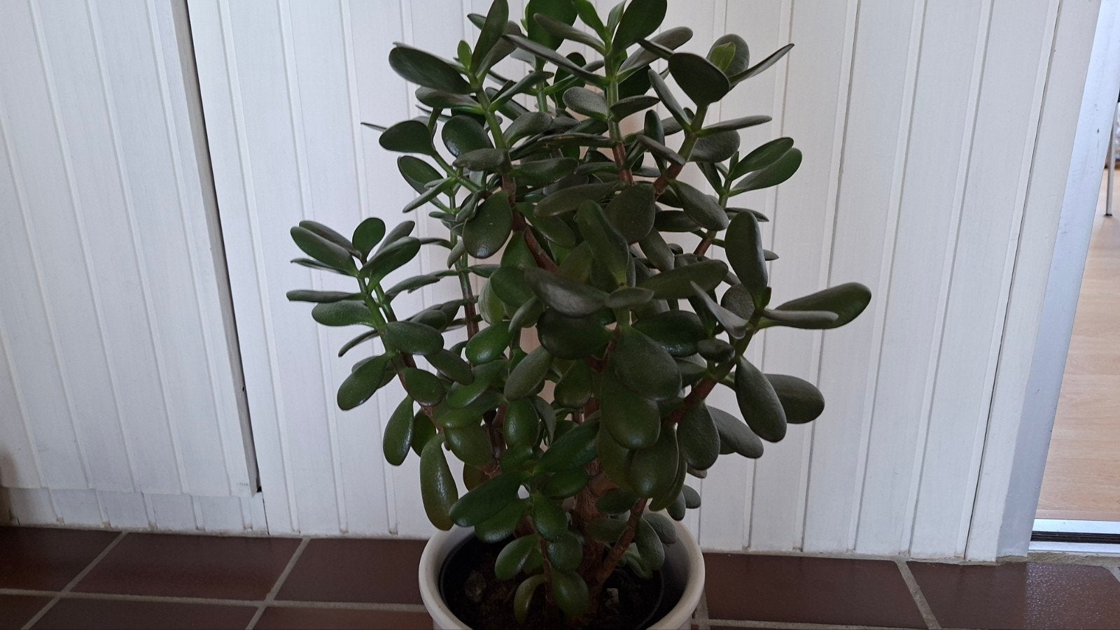 grote Crassula Ovata, vetplant, Jadeplant of Geldboom, Ophalen