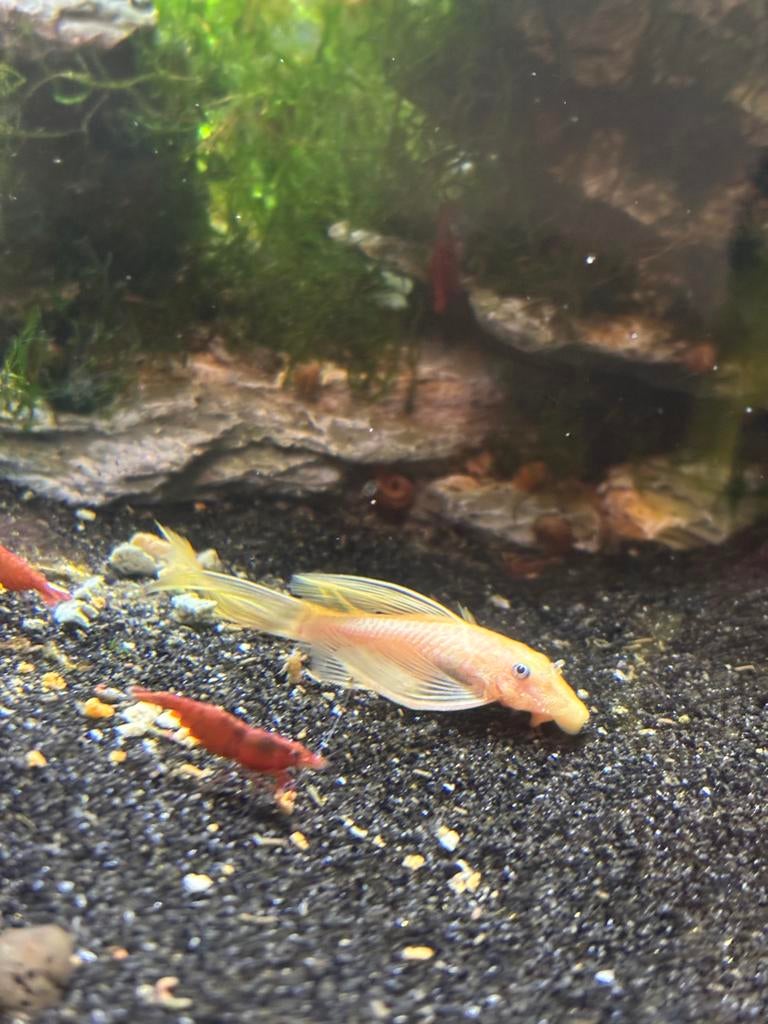L144 Lemon Blue Eye (Longfin), Dieren en Toebehoren, Vissen | Aquariumvissen, Vis