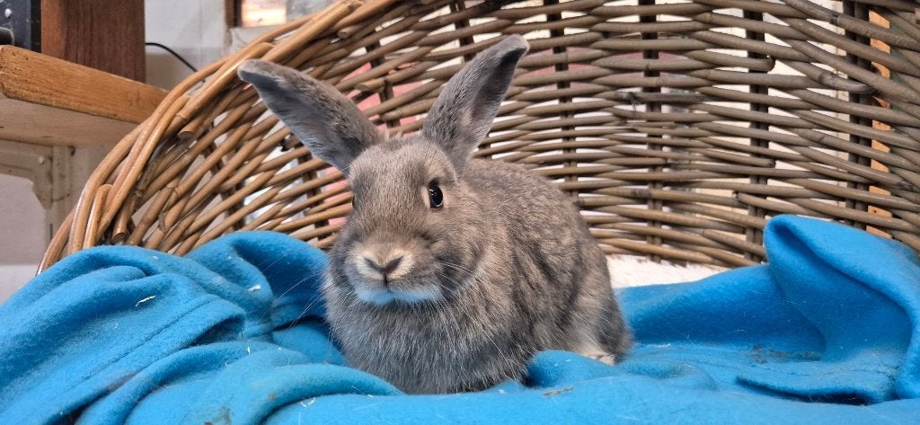 gecastreerde ram SMOKEY uit de opvang zoekt een tehuis!, Mannelijk, Dwerg