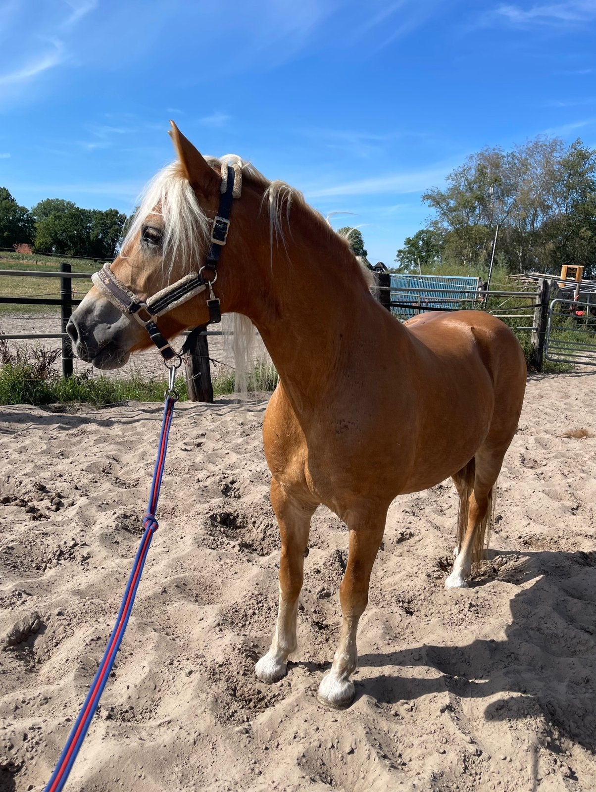 Lieve Haflinger merrie 11 jaar - gereden en met stamboom, Dieren en Toebehoren, Met stamboom, 11 jaar of ouder, Recreatiepony